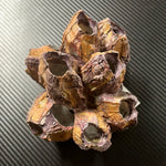 King’s Akvaariokoriste tulppaanikoralli