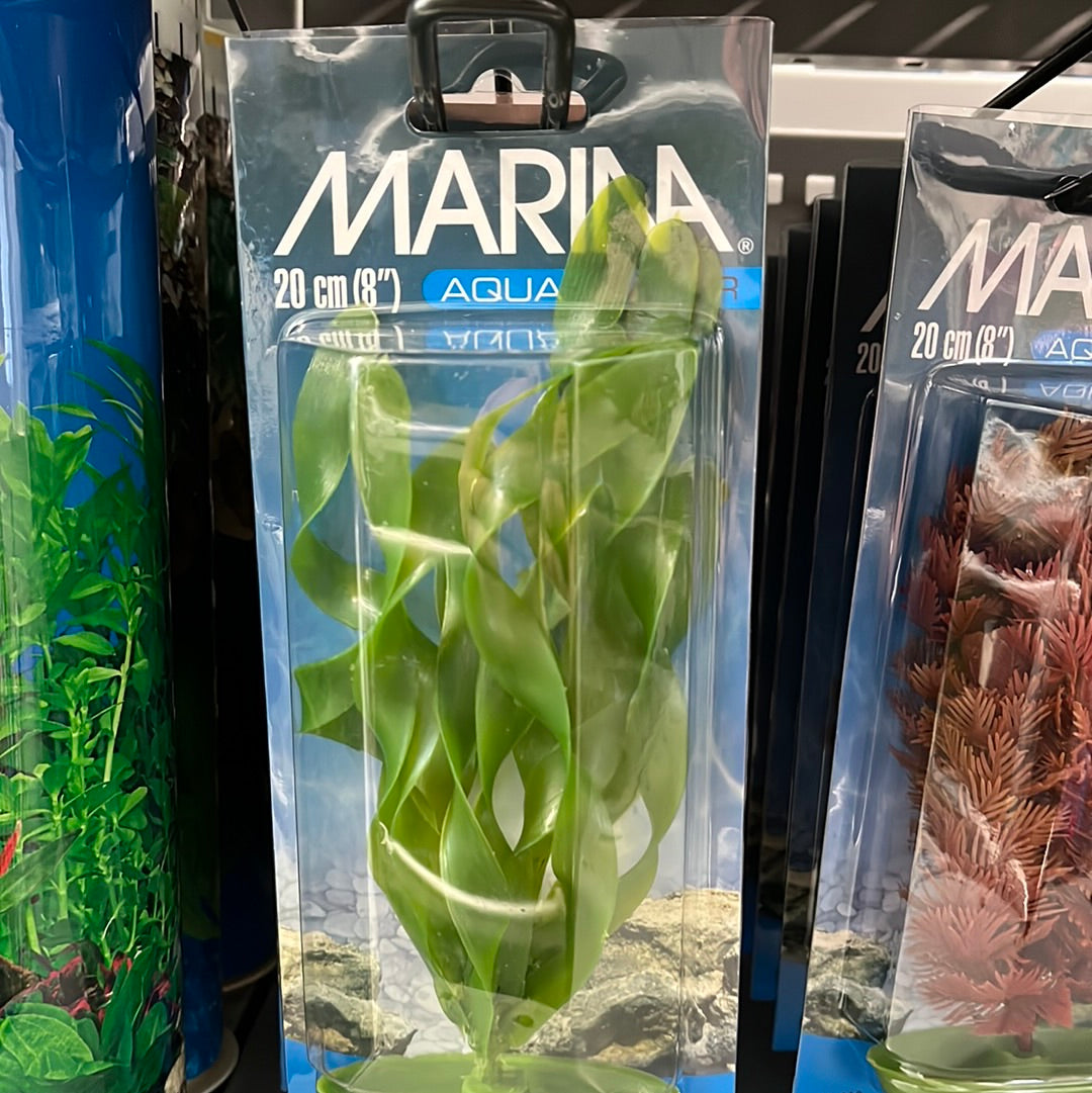 Marina Vallisneria 20cm