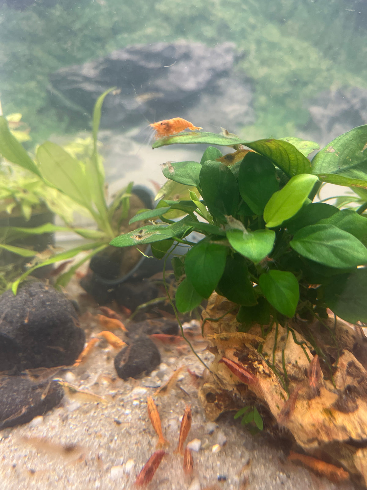 Kirsikkasukarapu mix