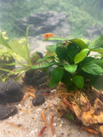 Kirsikkasukarapu mix