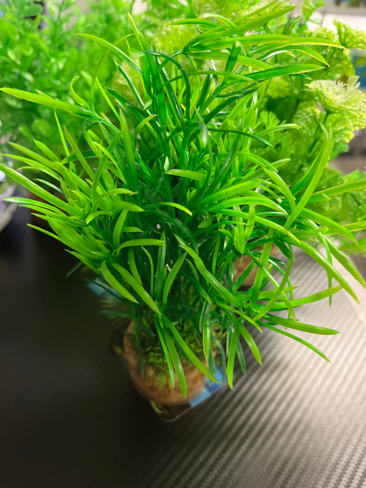 Zolux Aqua deco muovikasvi M