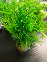 Zolux Aqua deco muovikasvi M