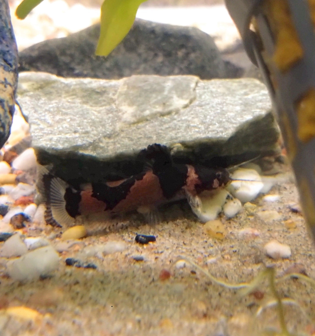 Vähämehiläismonni