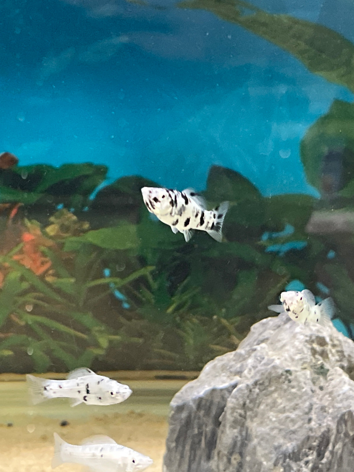 Leveäevämolli ”dalmatialainen”