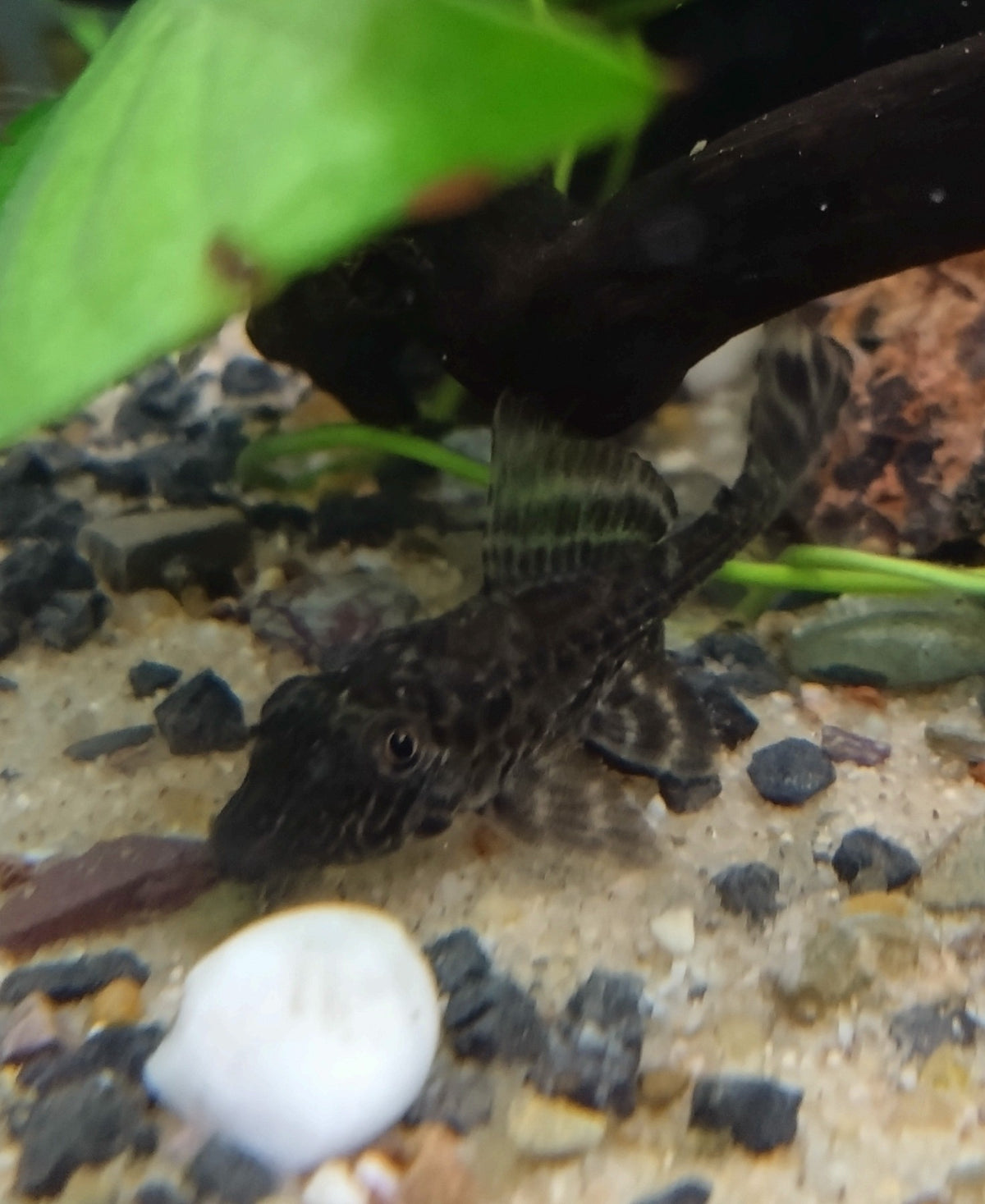 Pantterileväpleko L021