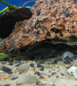 Pantterileväpleko L021