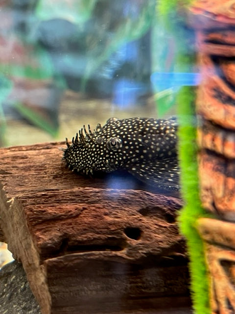 Partamonni/maatiainen