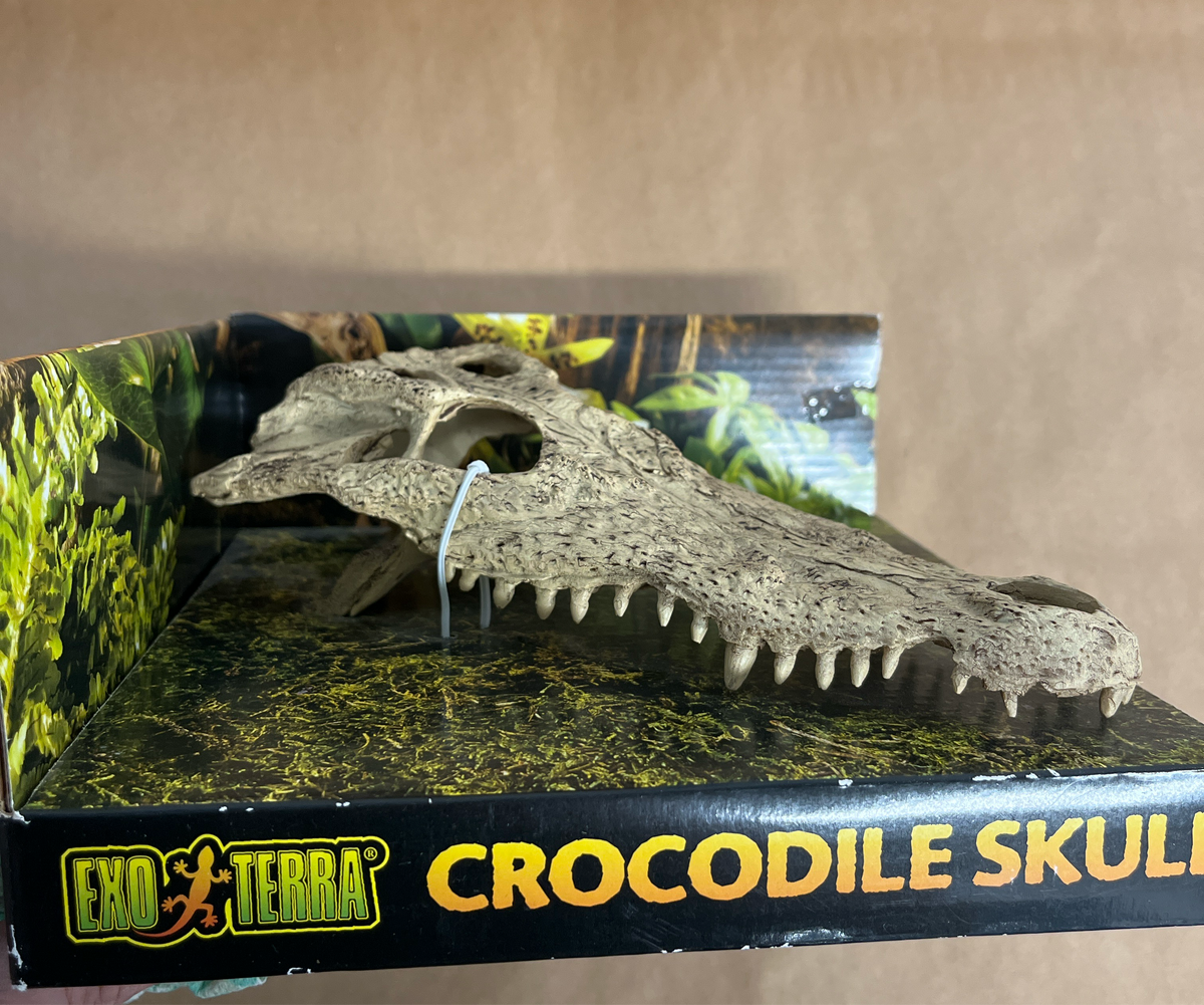 Exoterra Crocodile skull