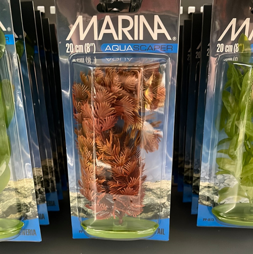 Marina Foxtail 20cm