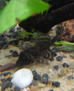 Pantterileväpleko L021