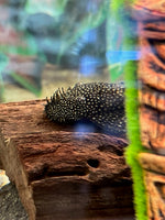 Partamonni/maatiainen