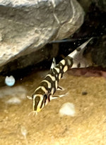 Harlekiininuoliainen