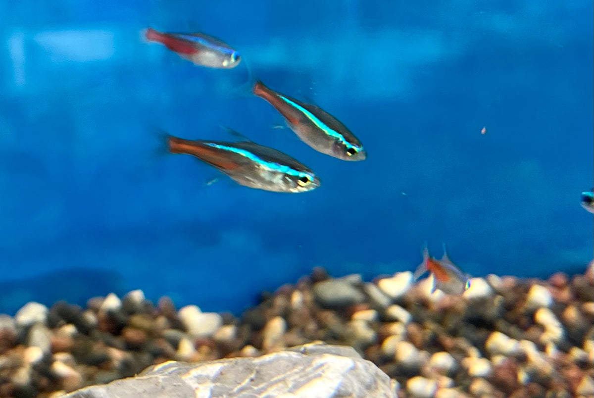 Neontetra