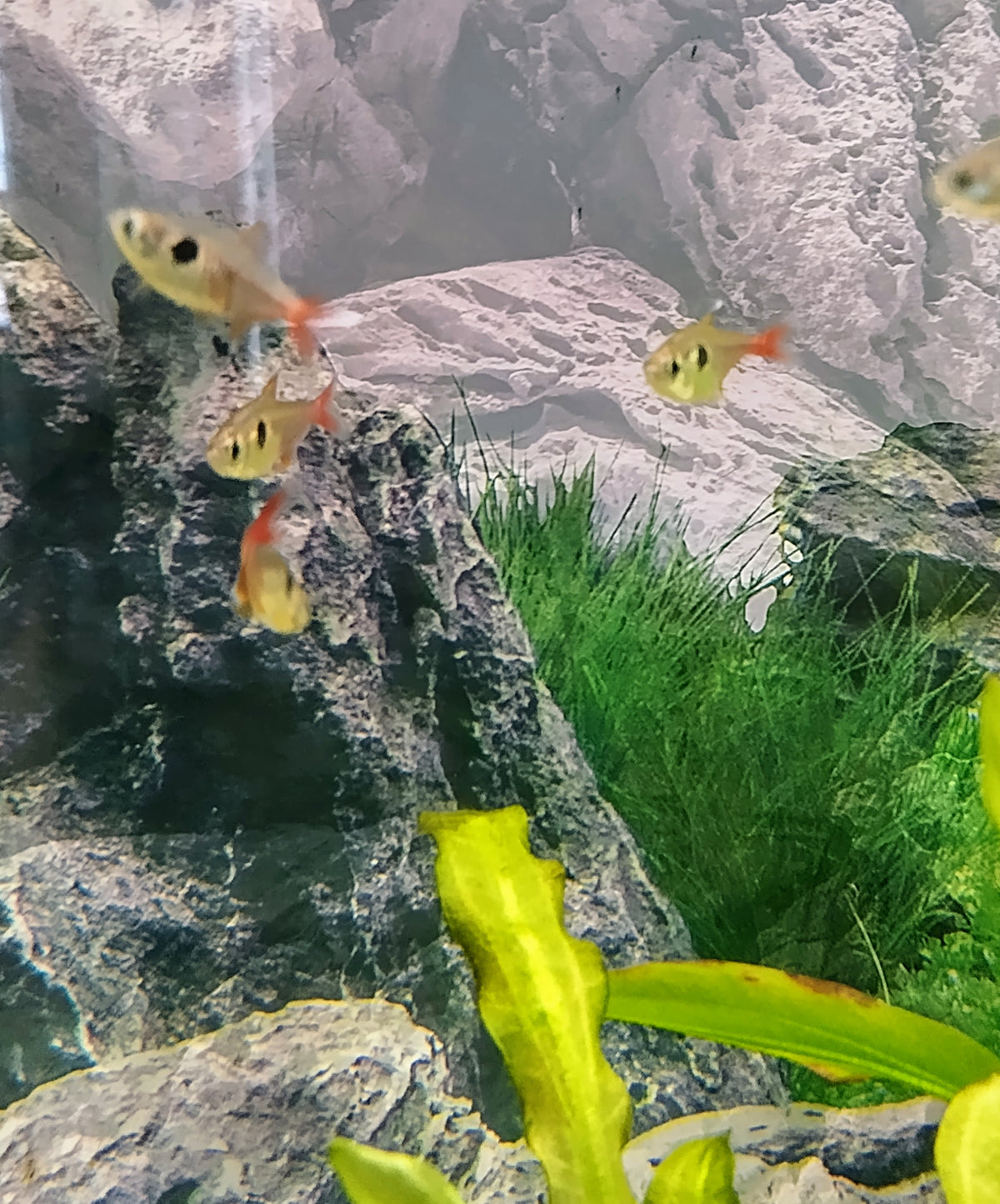 Ruusuaavetetra